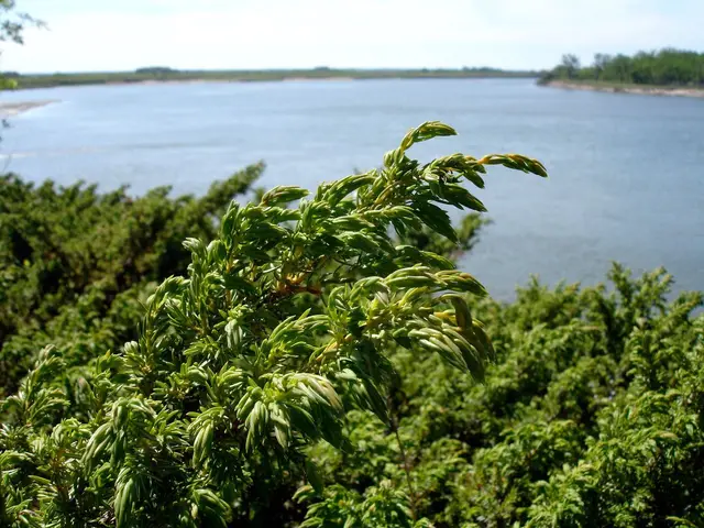Juniper shrubs above the river at Beaver Creek