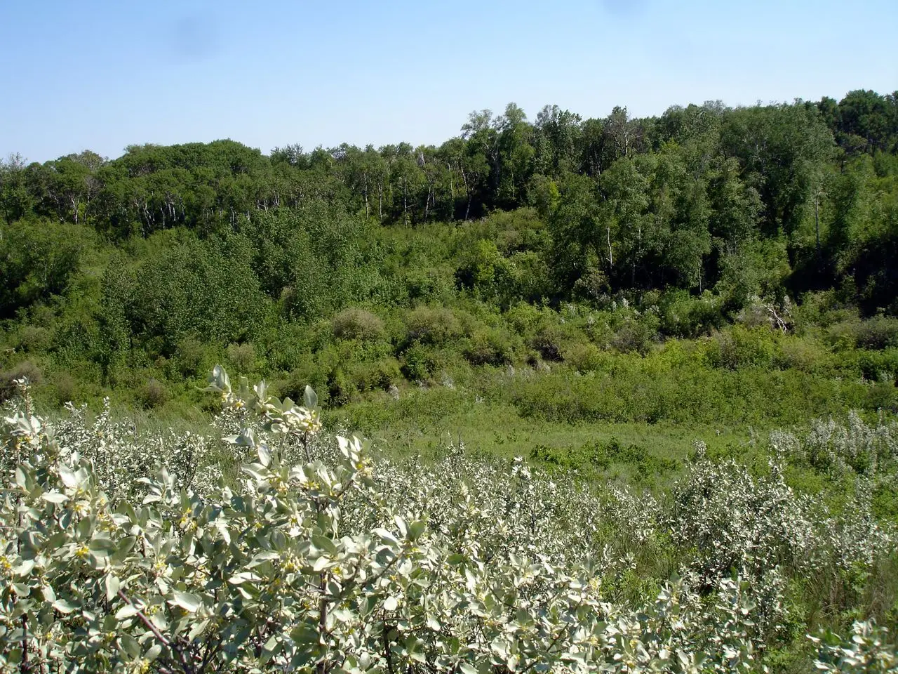 Riparian prairie landscape at Beaver Creek